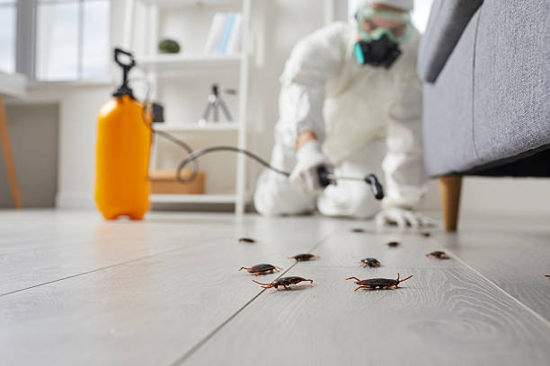 Trusted Cockroach Control service in Rancho Santa Fe, CA - Nex Pest Control